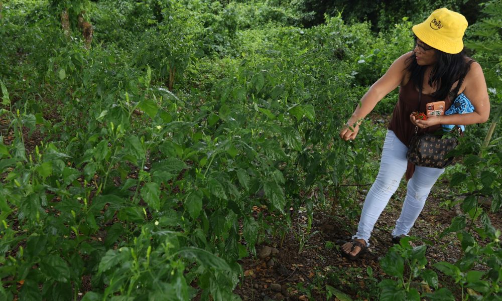 Expanded Crop Insurance Key to Food Security, Says AGRI Party-list